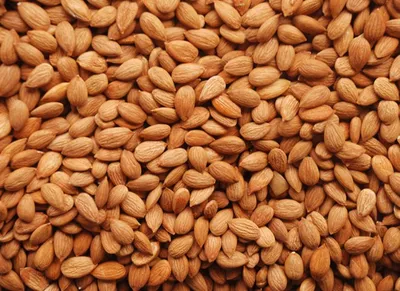 Sade Kayısı Çekirdeği